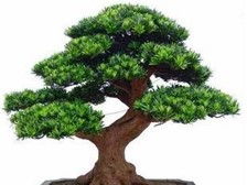 第3頁 產(chǎn)品展示 瀏陽市軒達(dá)苗木種植專業(yè)合作社的苗木風(fēng)采